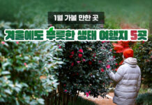 1월 가볼 만한 곳…겨울에도 푸릇한 생태 여행지 5곳